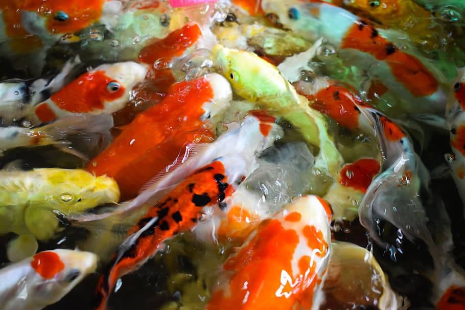 fish, goldfish, water, animal, vertebrate, carp, koi carp, close-up HD wallpaper