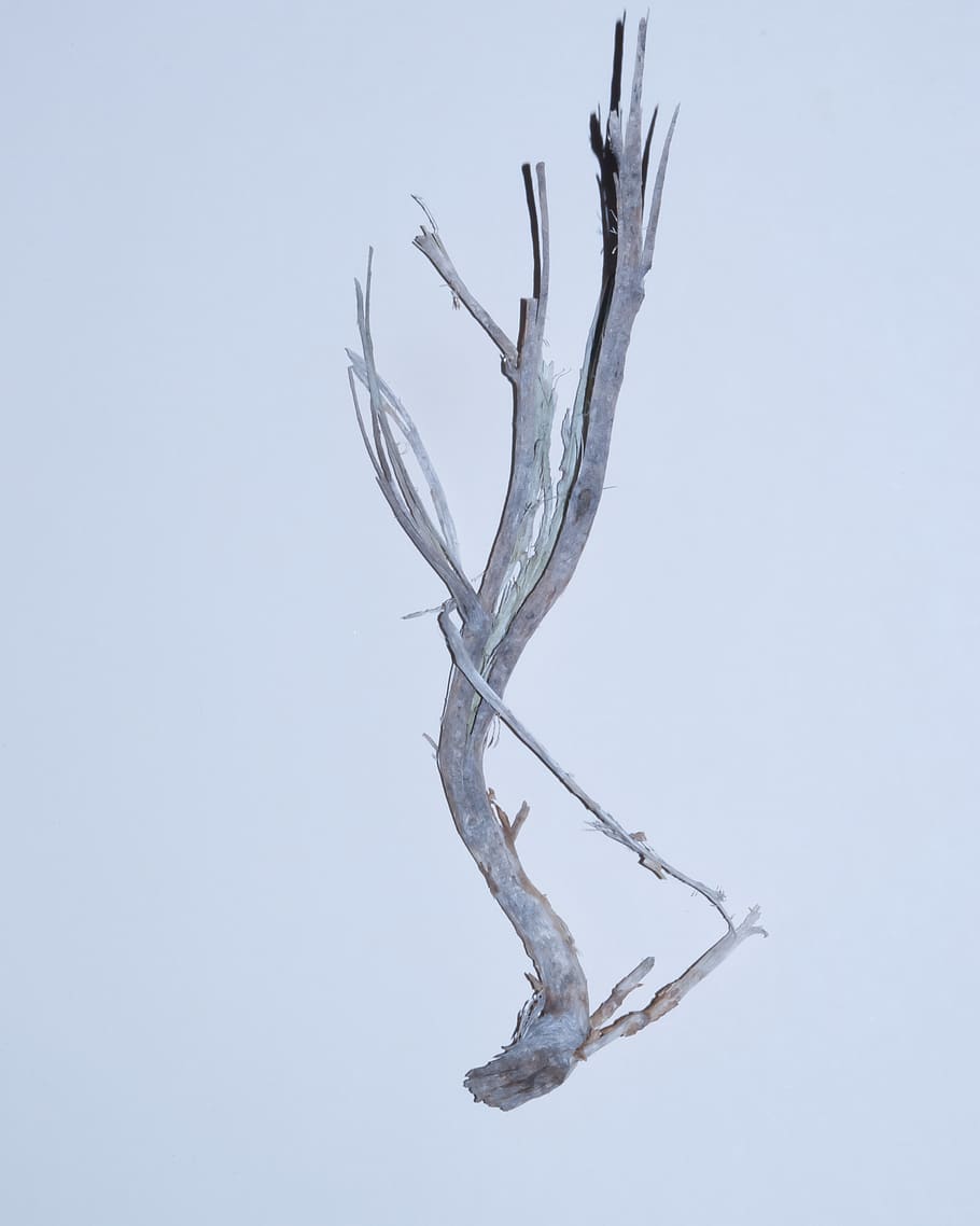 gray tree branch, nature, outdoors, ice, snow, animal, bird, plant HD wallpaper