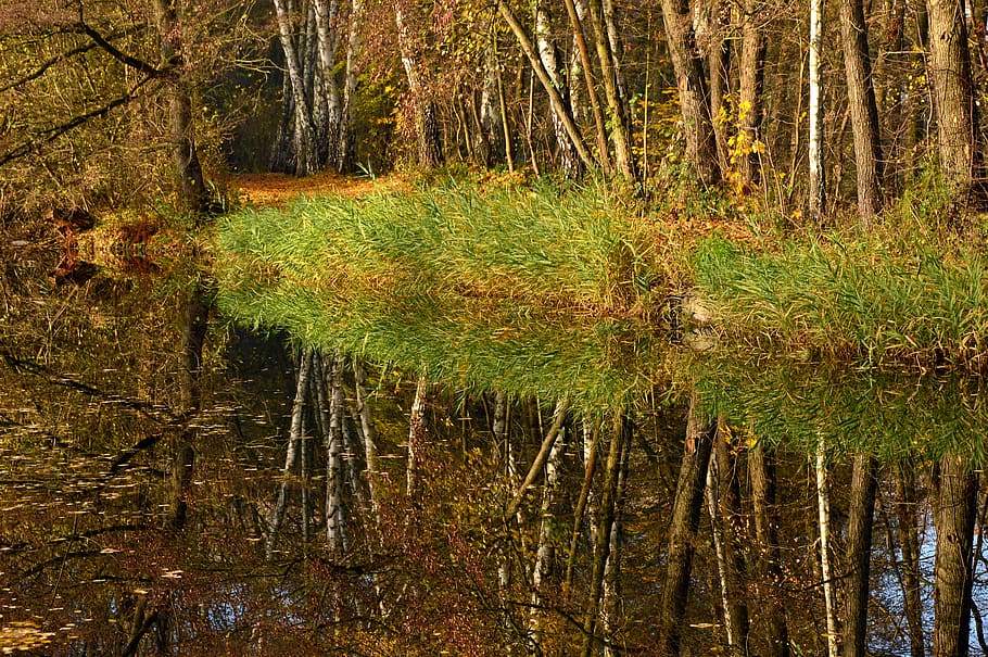 mirroring, reflection, water, pond, trees, forest, landscape HD wallpaper