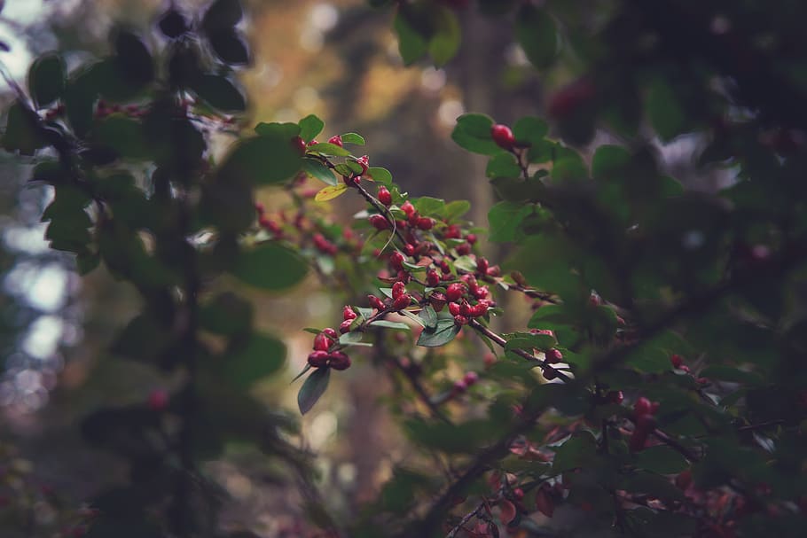 red fruits, growth, plant, food and drink, healthy eating, freshness HD wallpaper