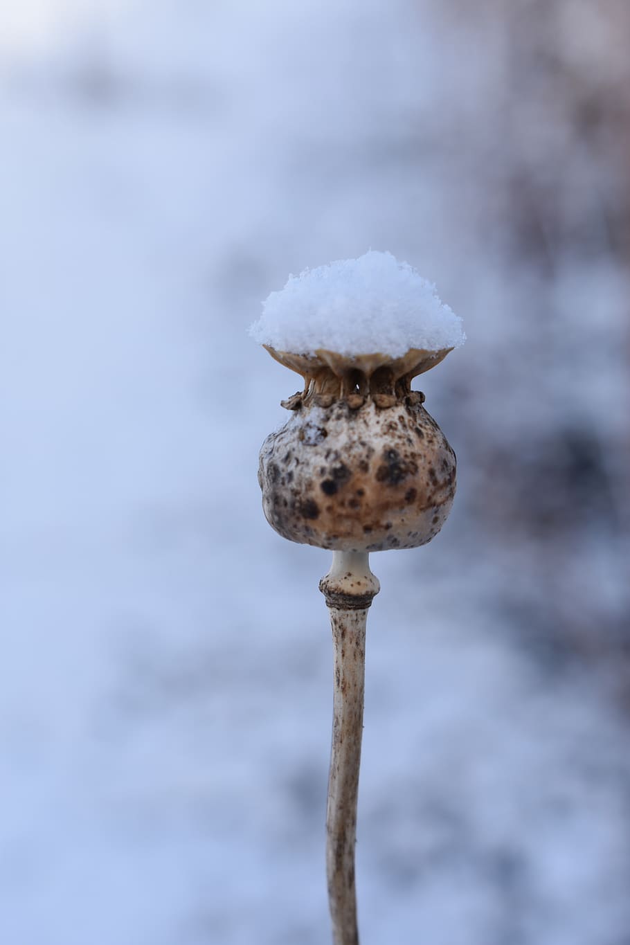mack, winter, box, cap, nature, snow, cold, cold temperature HD wallpaper