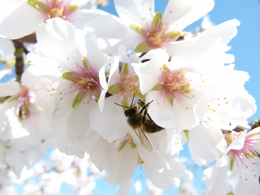 almond tree, flower, bee, libar, flowering, apis melifera, flowering plant HD wallpaper