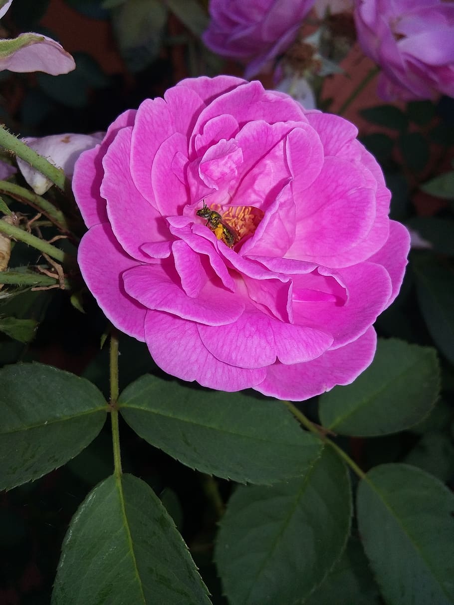 rosa, flower, pink, flowering plant, petal, beauty in nature HD wallpaper
