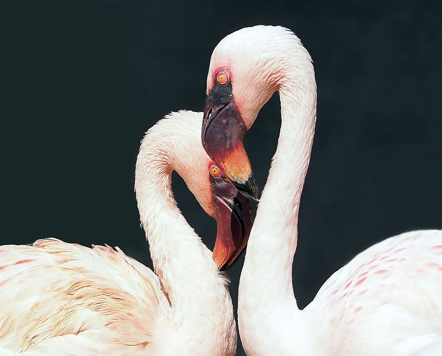HD wallpaper: flamingo, two, birds, animal, white, couple, animal themes |  Wallpaper Flare