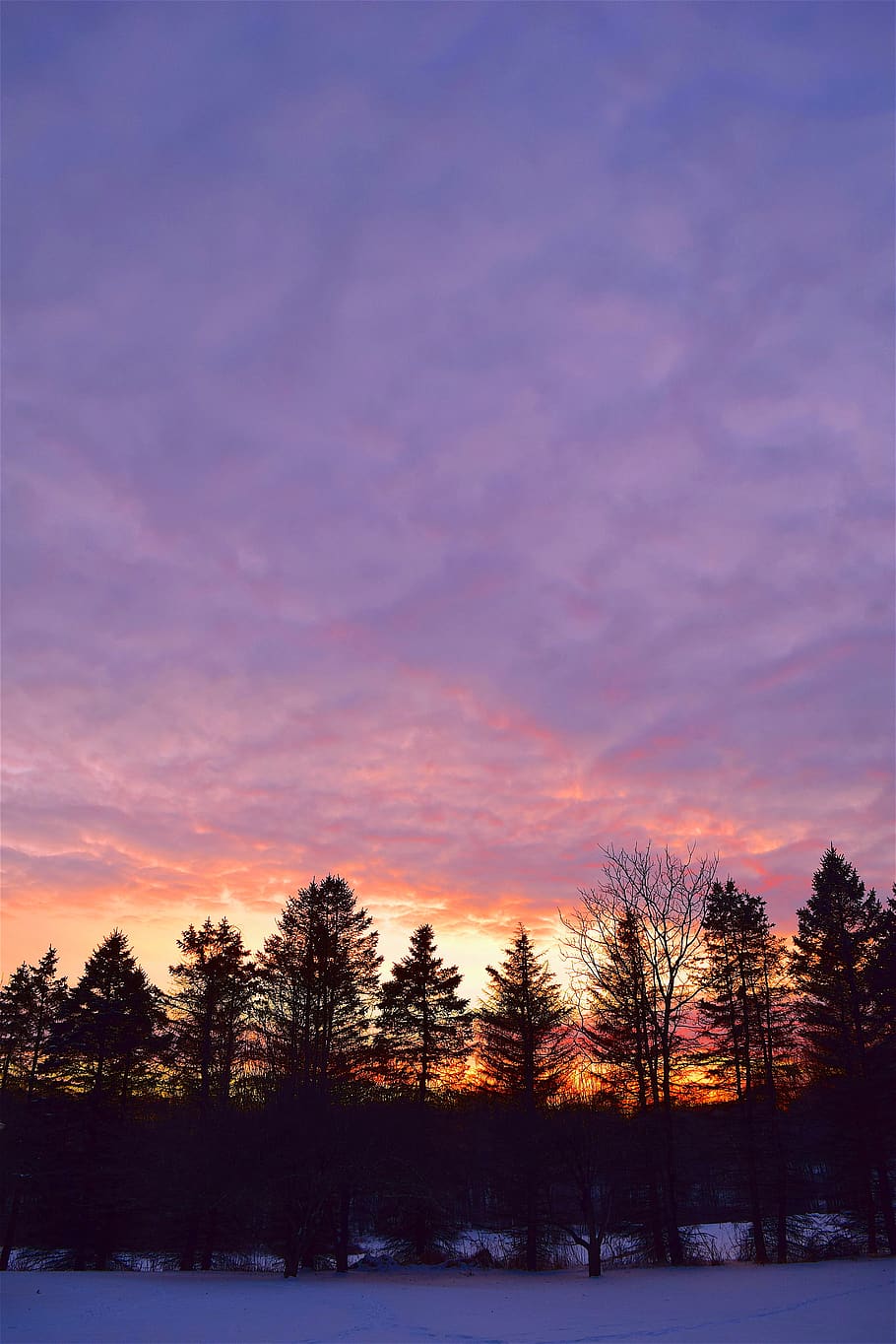 sunset, trees, light, landscape, color, nature beauty, evening HD wallpaper