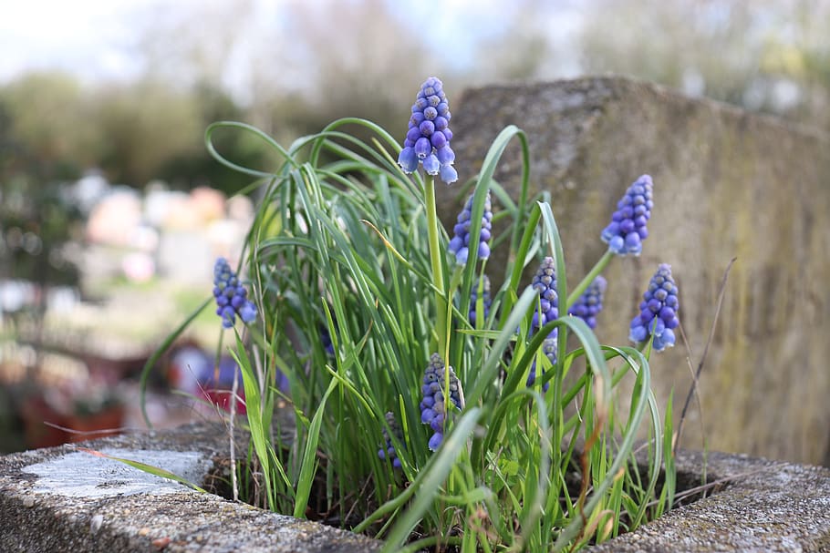 blue flowers, spring, cemetery, falls, fulfillment, violet HD wallpaper