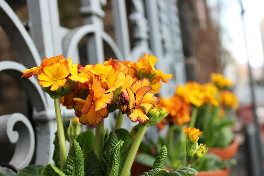 germany, cologne, yellow, life, sweet, delicate, spring, flower HD wallpaper