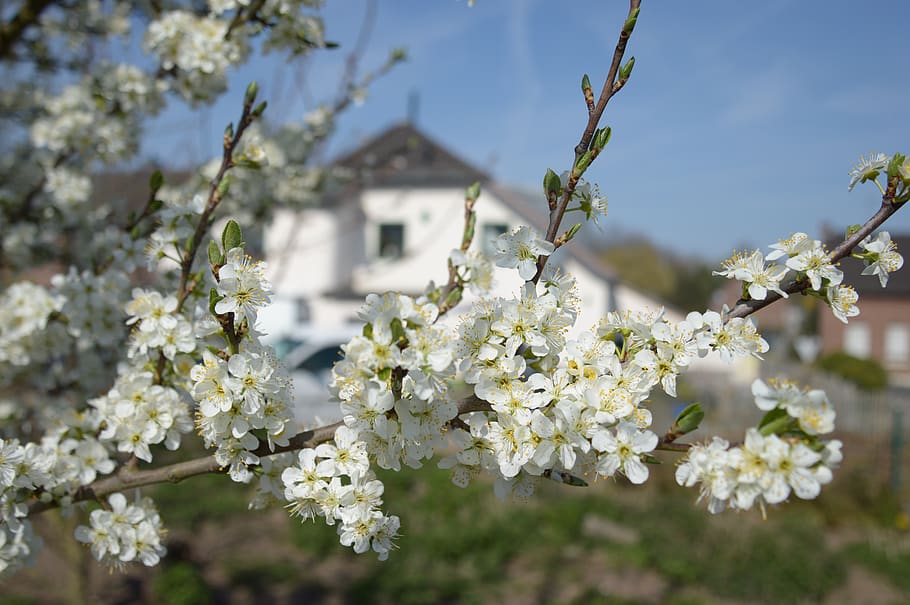 fruit tree blossom, mirabelle plum blossom, white, house, sky