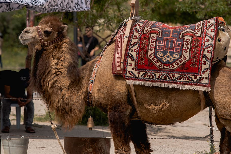 Brown Camel, animal, Arabian camel, carpet, cattle, culture, daylight, HD wallpaper