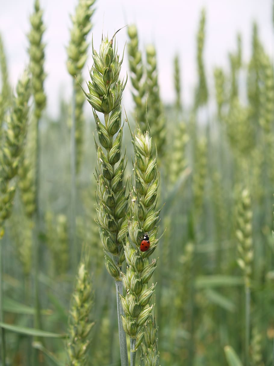 ladybug, corn, agriculture, insect, summer, field, macro, the cultivation of HD wallpaper