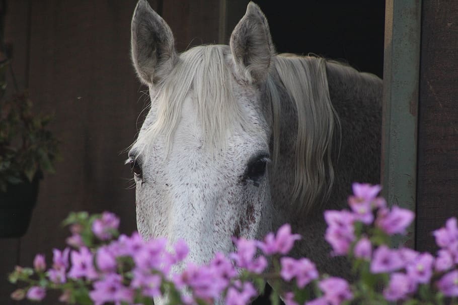 horse, mammal, animal, colt horse, flower, plant, blossom, stallion, HD wallpaper
