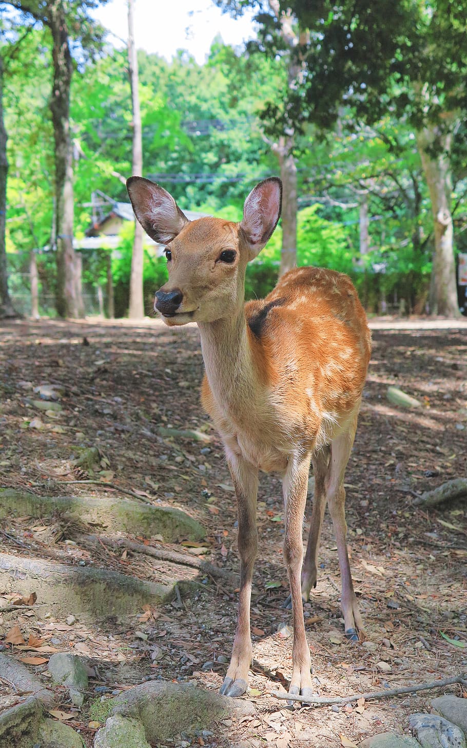 brown deer standing during daytime, animal themes, mammal, vertebrate HD wallpaper
