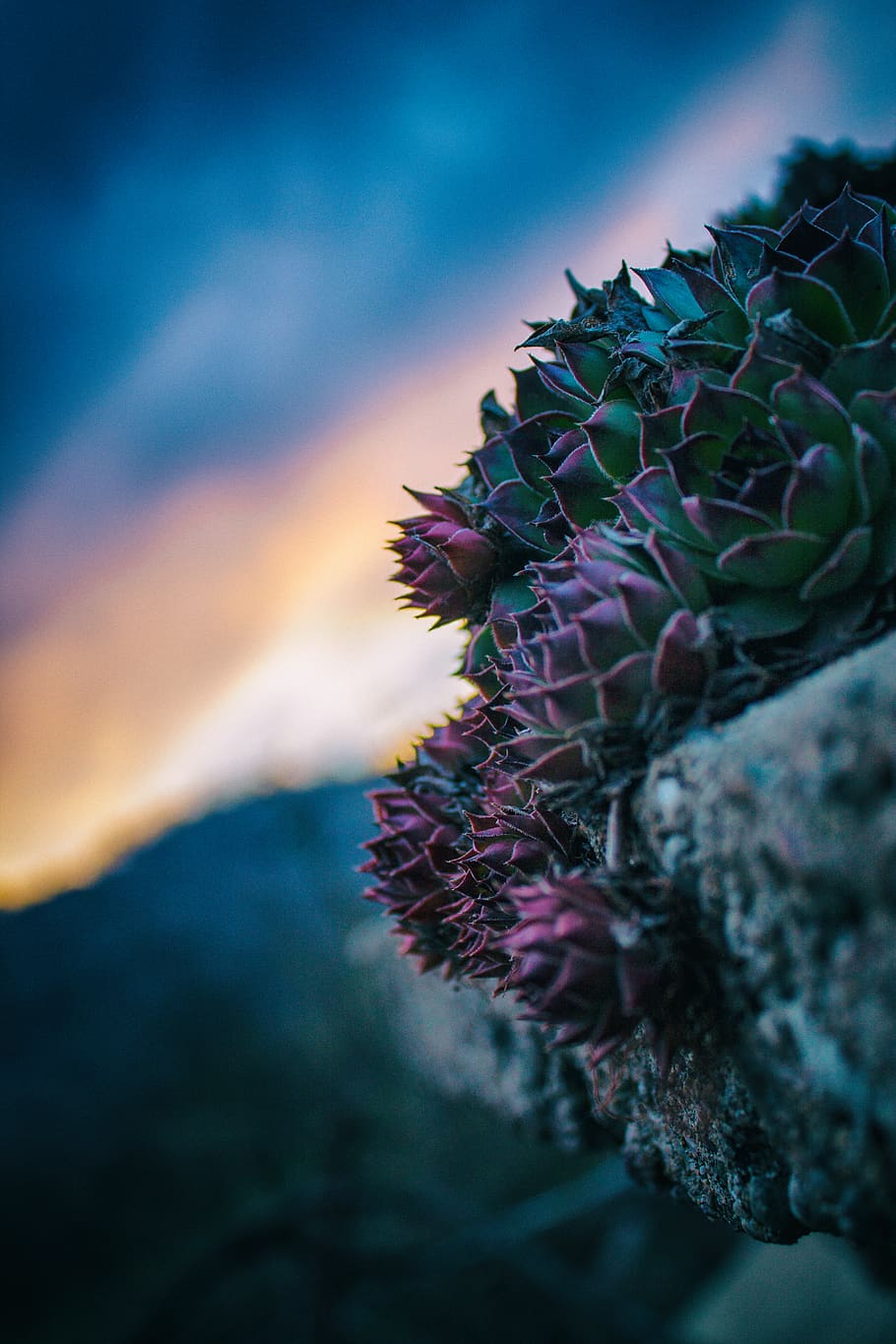 flower, sunset, plant, beauty in nature, growth, close-up, purple HD wallpaper