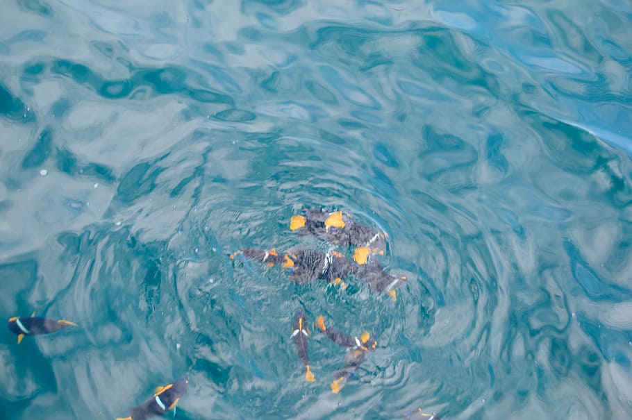Shoal of Black Fishes on Water, animals, aquatic animal, clean HD wallpaper