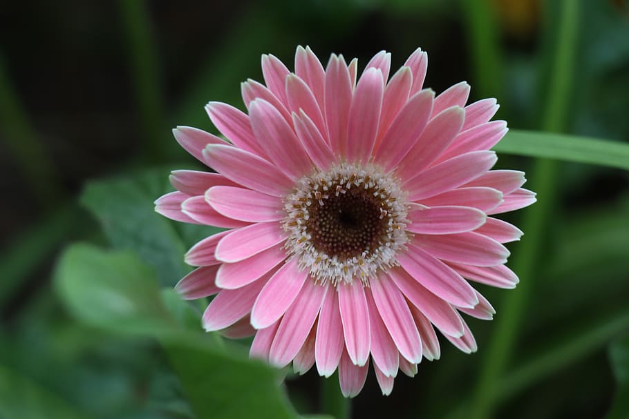 gerbera, flower, pink, bloom, petals, flora, bright, garden HD wallpaper