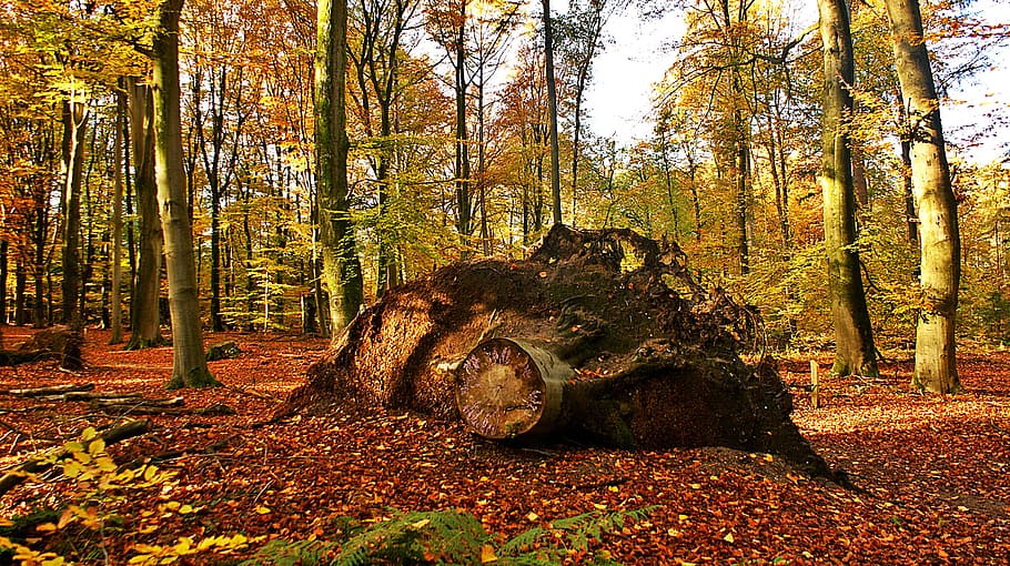 tree stump, old, forest, wood, autumn, leaves, landscape, rot, HD wallpaper