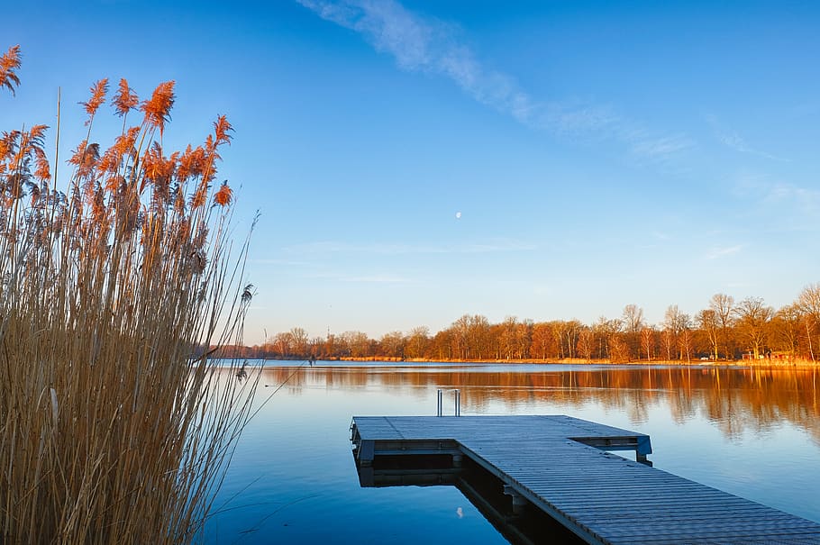 lake, water, jetty, web, away, grass, reed, sky, moon, landscape HD wallpaper