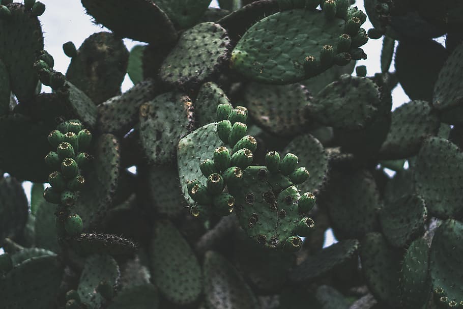 green cactus plant, growth, green color, day, nature, no people HD wallpaper