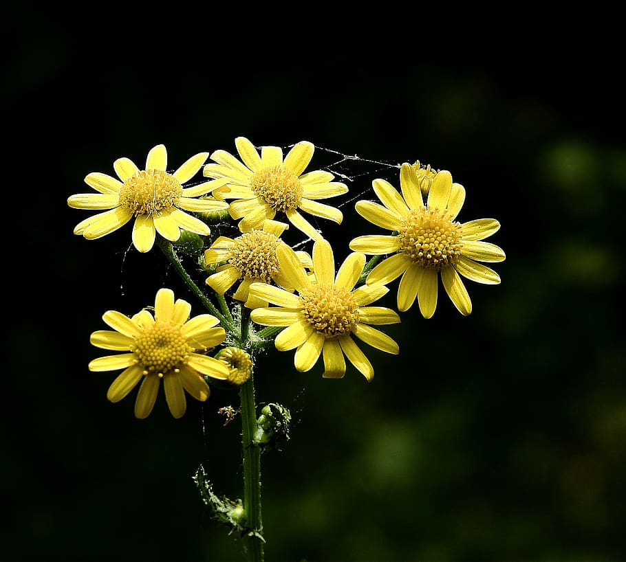 flowers, spring, flowering, flowering plant, fragility, vulnerability HD wallpaper
