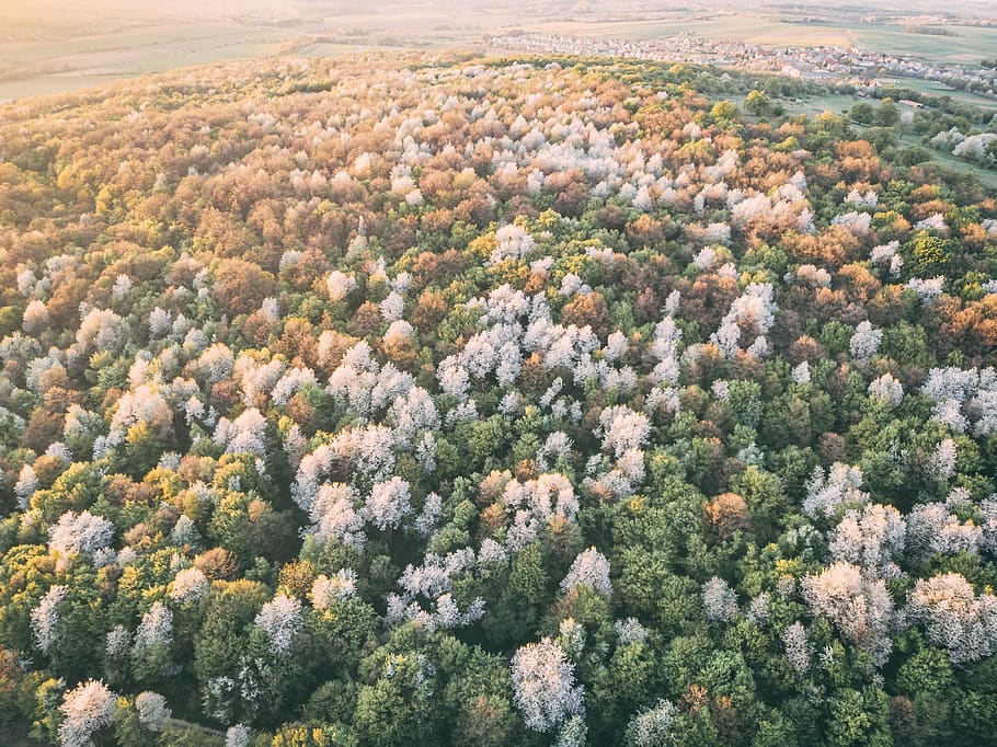 hungary, eplény, drone, nature, spring, trees, dji, mavicair HD wallpaper