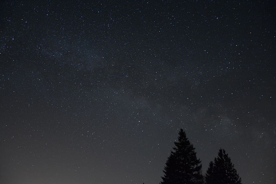 pine trees at night, nature, outdoors, astronomy, space, starry sky HD wallpaper