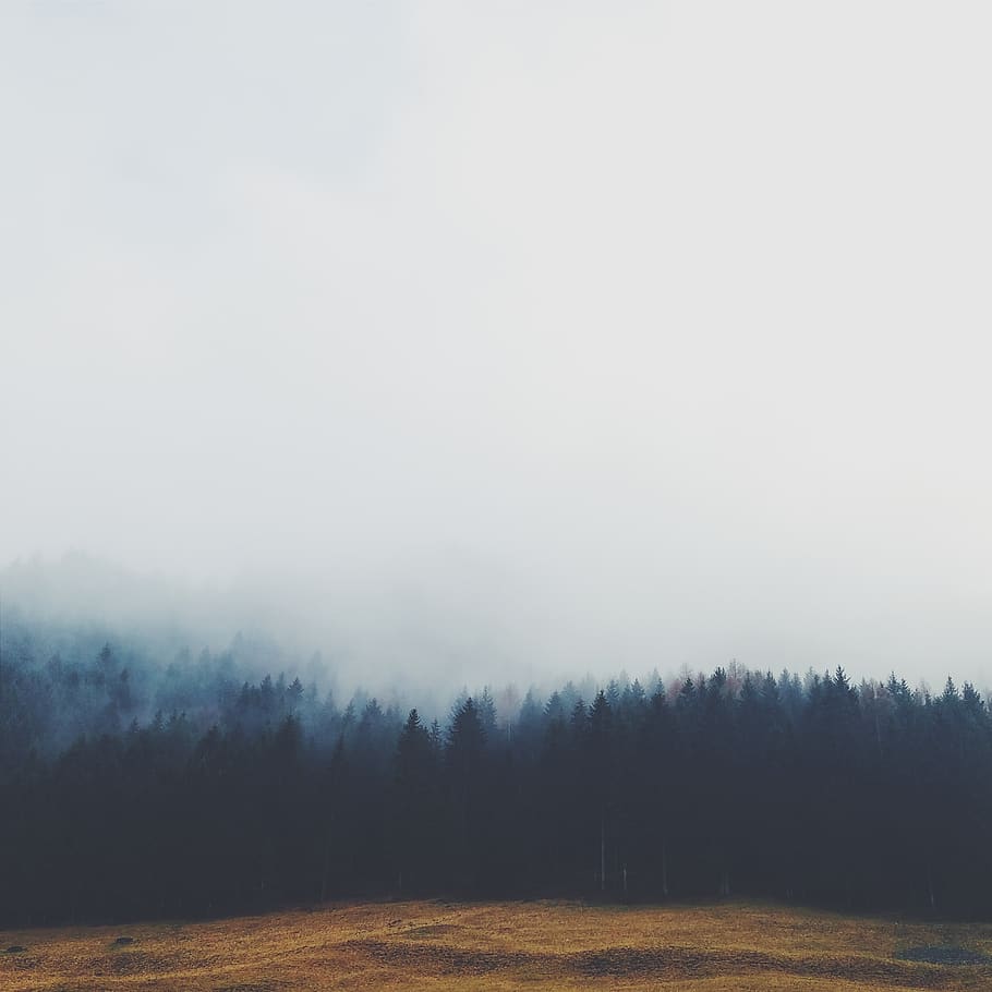 trees, forest, fog, grey, sky, field, grass, nature, tranquility HD wallpaper