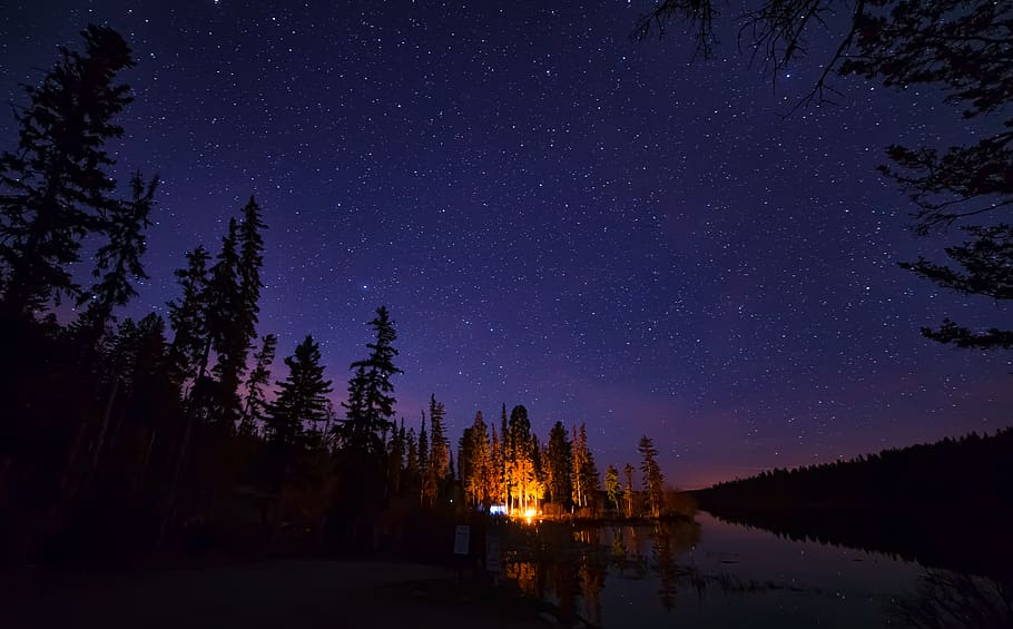 Pine Trees Under Starry Night Sky, calm waters, camp, camping, HD wallpaper