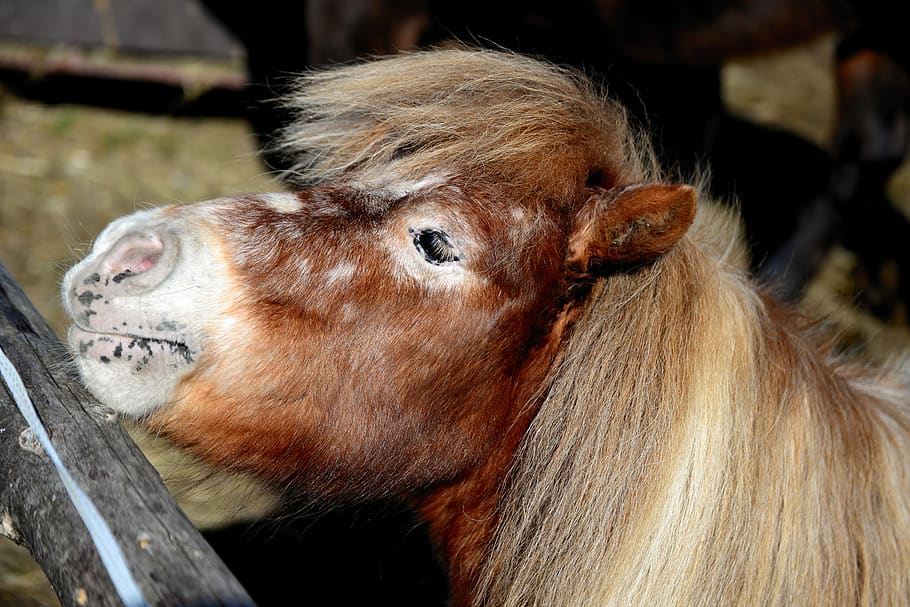 shetland pony, small, fur, animal, mane, portrait, shetty, farm