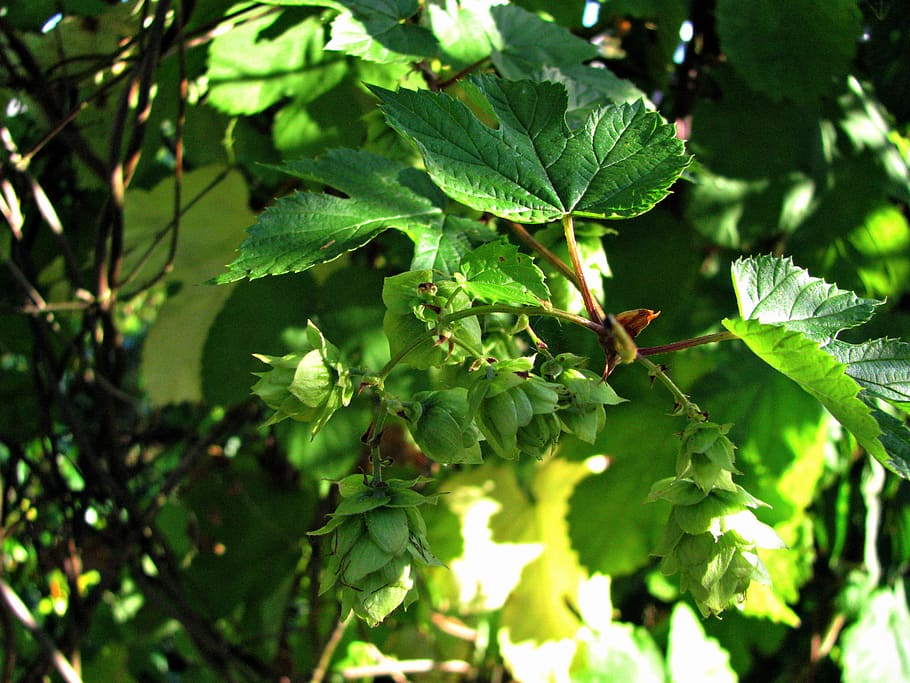 hop, vines, summer, leaf, plant part, growth, green color, food and drink HD wallpaper