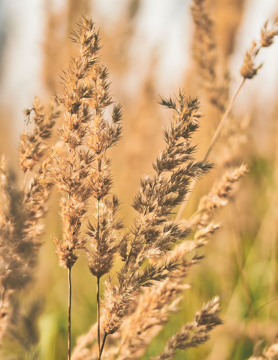 grass, grasses, meadow, summer, green, nature, mood, plant HD wallpaper