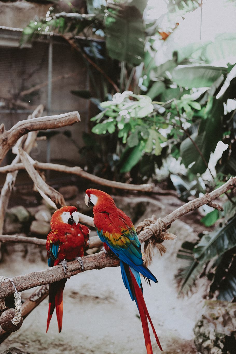 two Macao Parrots, bird, vertebrate, animals in the wild, group of animals HD wallpaper