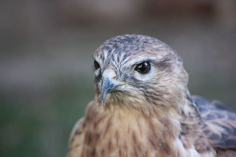 bird, raptor, beak, hawk, animal, animal themes, one animal HD wallpaper