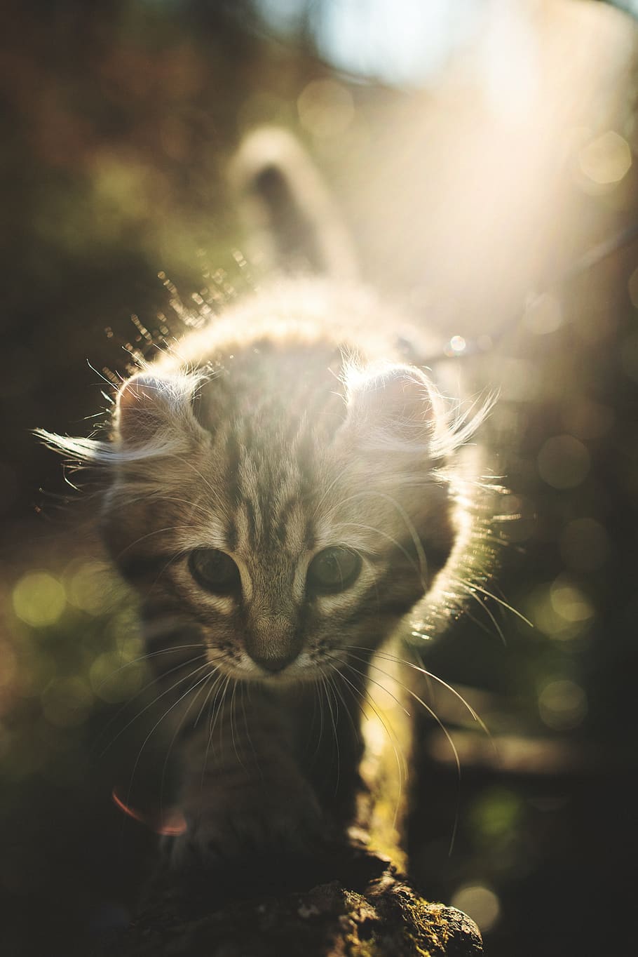 brown cat walking on tree branch, animal, kitten, pet, mammal HD wallpaper