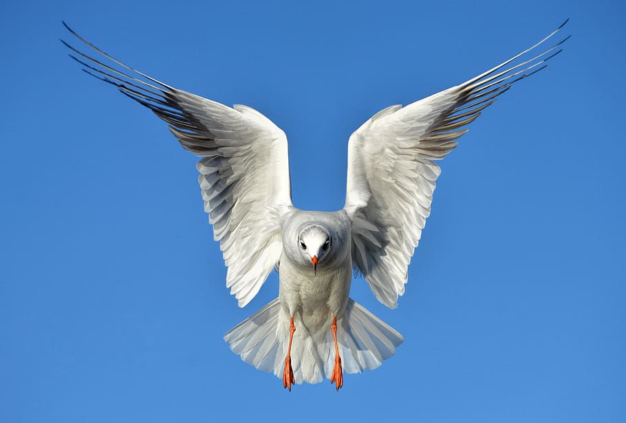 the seagull, bird, animal, wings, heaven, feather, seevogel, HD wallpaper