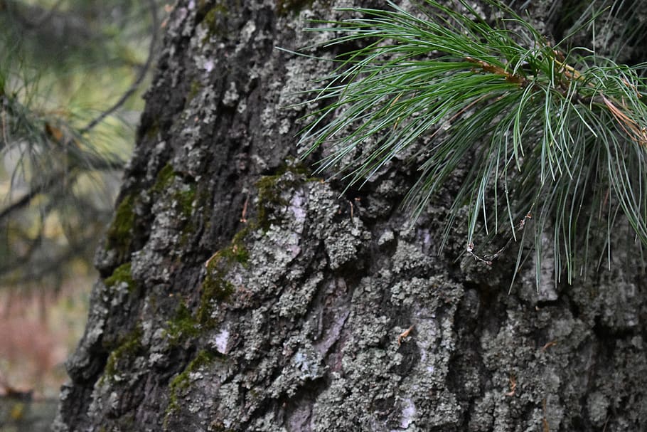needles, tree, trunk, forest, pine, evergreen, tree trunk, plant HD wallpaper