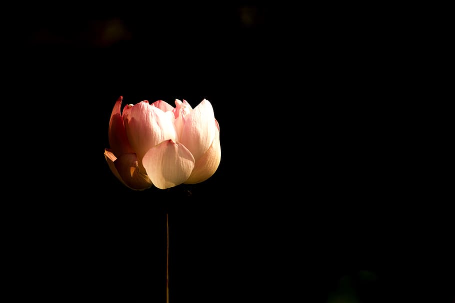 white petaled flower, plant, blossom, tulip, wallpaper, beauty HD wallpaper