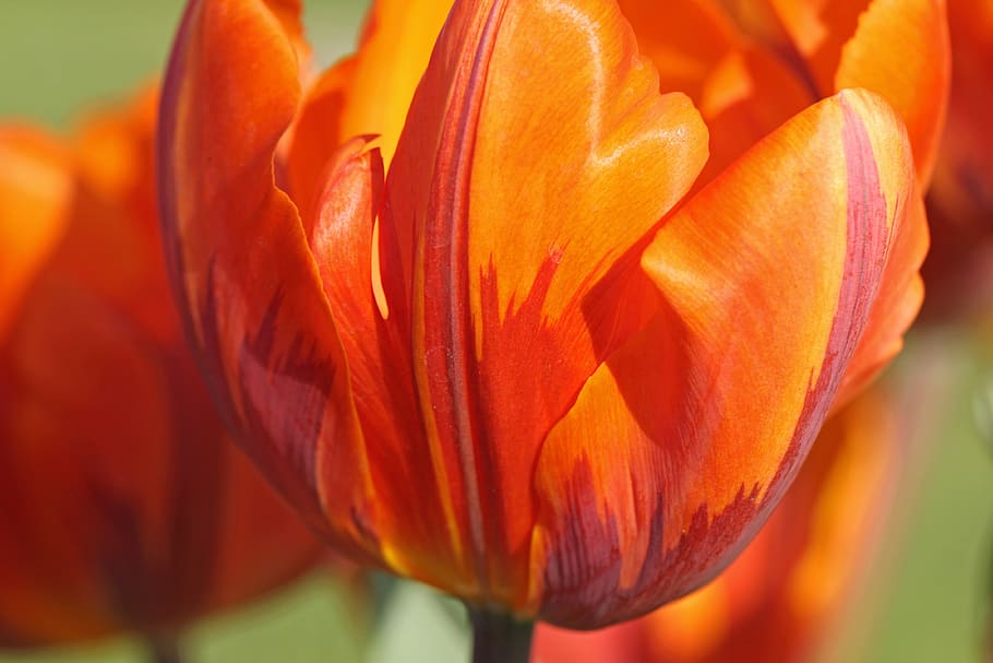 tulip, orange, red, flame, blossom, flower, happy, nature, garden HD wallpaper