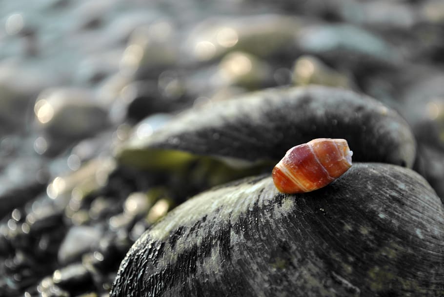 philippines, merida, shell, background, dark, close-up, nature HD wallpaper