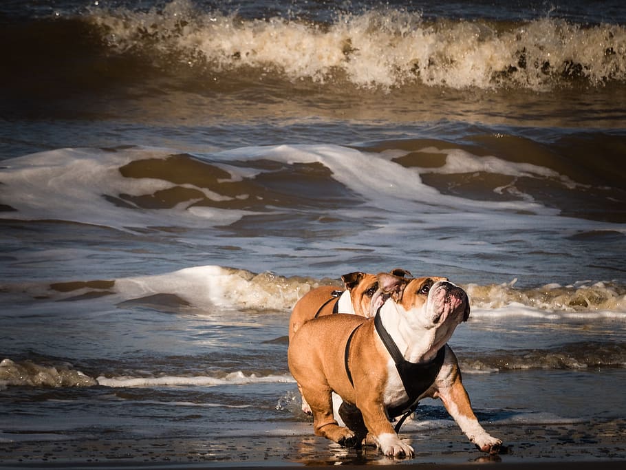 Two Adult Tan-and-white English Bulldogs on Seashore, action HD wallpaper