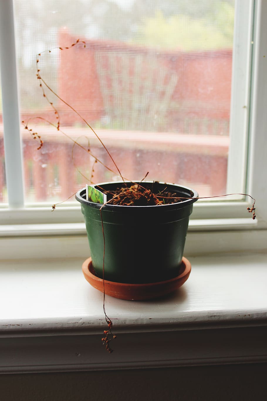 plant, window, home, soil, dirt, potted plant, indoors, window sill HD wallpaper