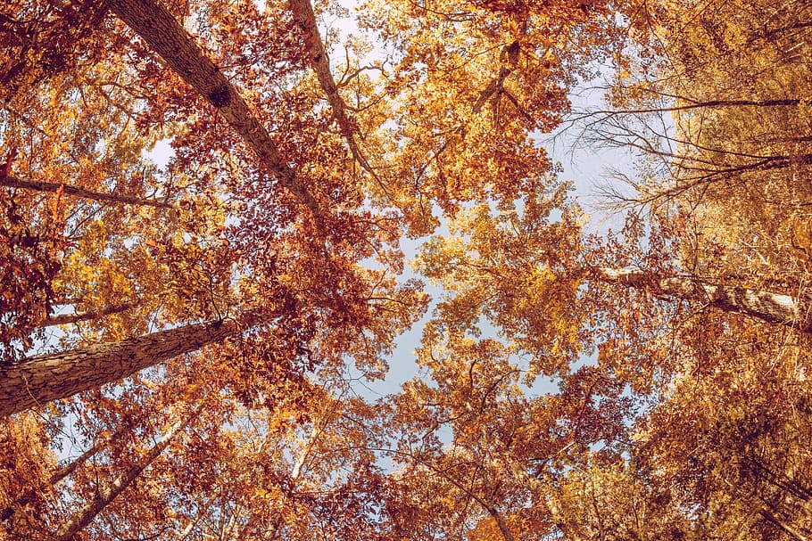 dry, autumn, leaves, tree, wood, woods, fallen, high, height HD wallpaper