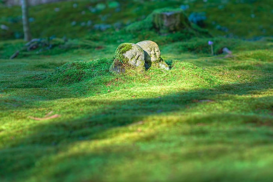 green grass field, japan, moss, kyoto ohara sanzenin, kyōto-shi HD wallpaper