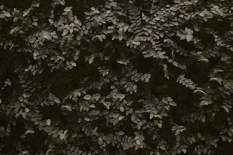 philippines, metro manila, leaves, leaf, earth, green, pilipinas, HD wallpaper