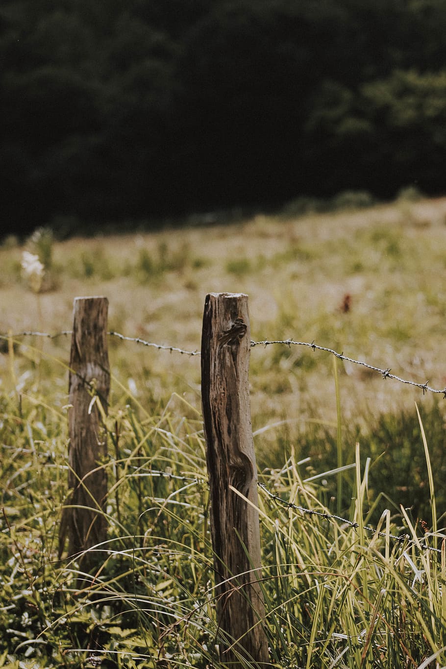 selective-focus of grass, france, plant, flora, wire, barbed wire HD wallpaper