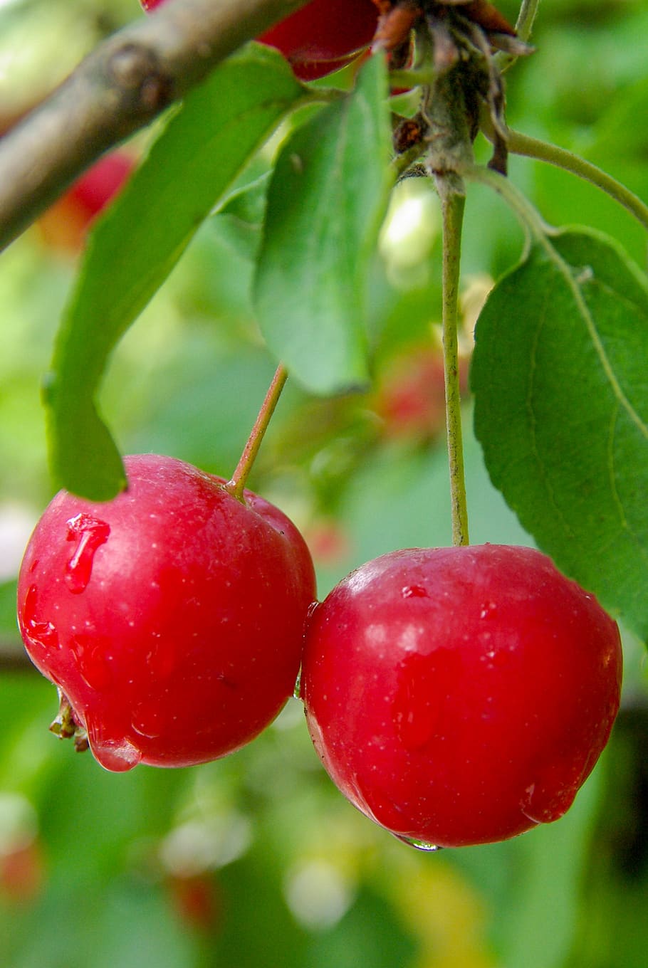 apples, rain, summer, drop, red, wet, raindrop, beauty, close-up HD wallpaper