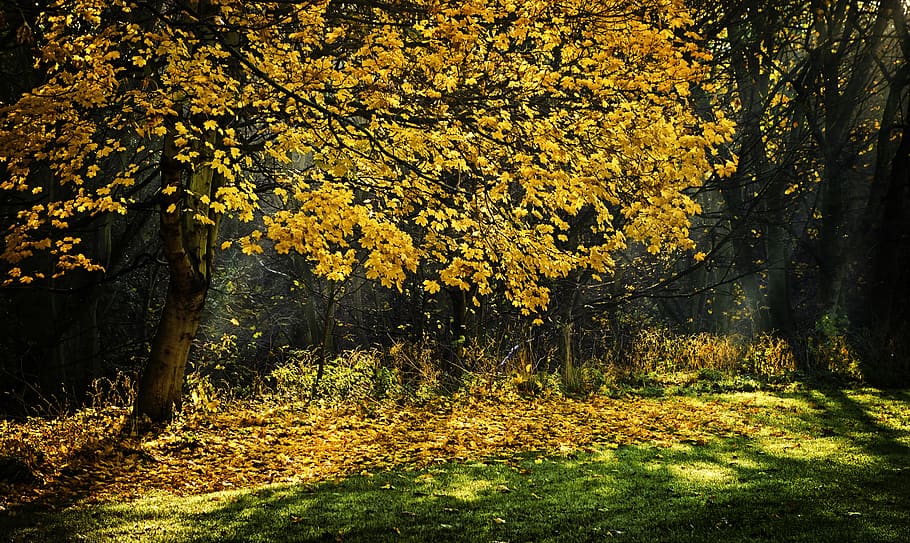 Photograph of Trees during Autumn Season, daylight, environment HD wallpaper