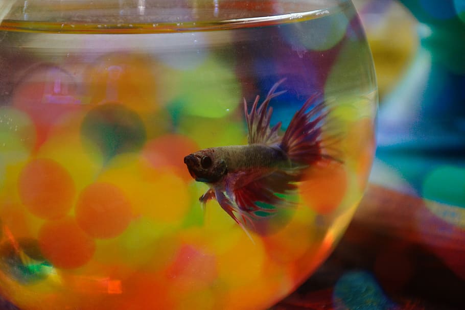 fish, colorful, animal themes, vertebrate, water, glass - material HD wallpaper