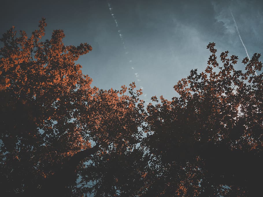 blue, branches, gray, leaves, orange, sky, trees, plant, beauty in nature HD wallpaper