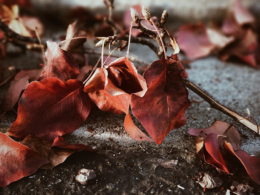 united states, pasco, fall, trees, forest, branches, leaves HD wallpaper