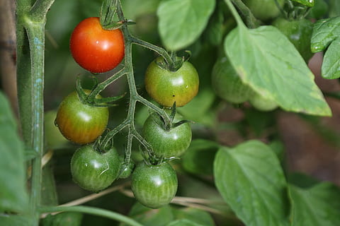 tomato, tomates, garden, vegetable, fruit, healthy eating, food and drink HD wallpaper